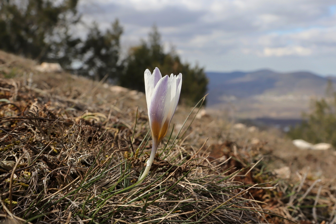 Изображение особи Crocus tauricus.