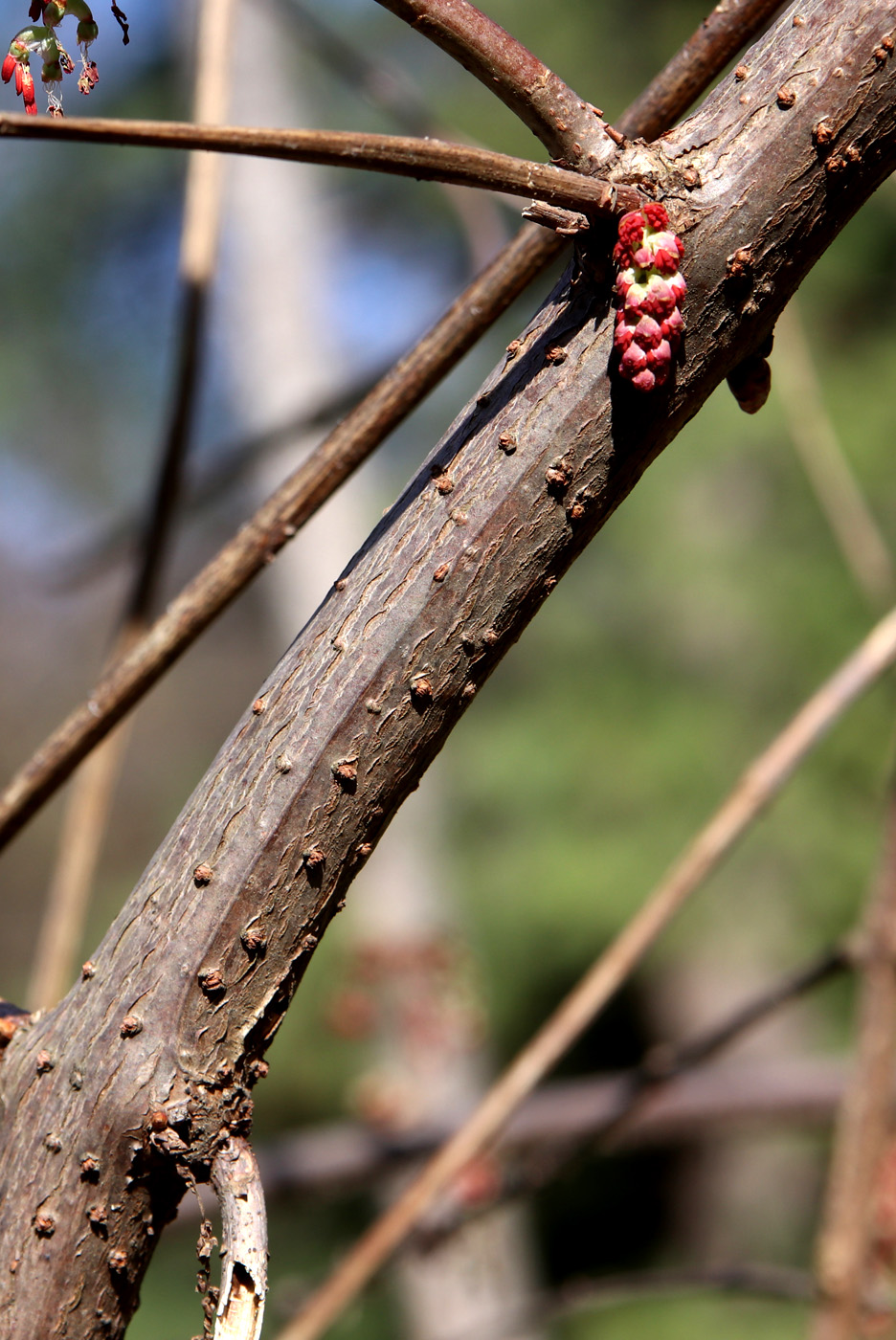 Изображение особи Coriaria sinica.