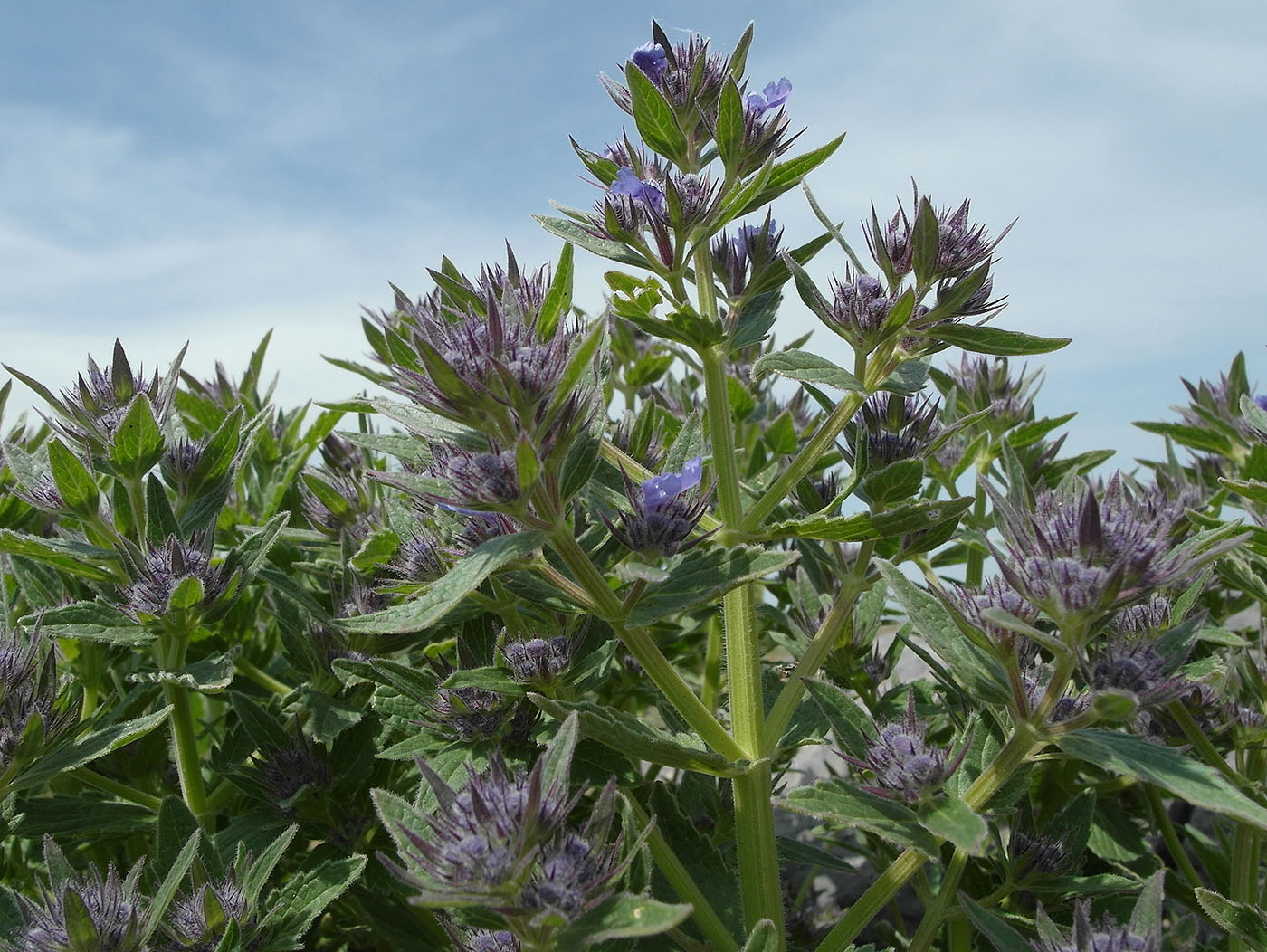 Изображение особи Nepeta ucranica.
