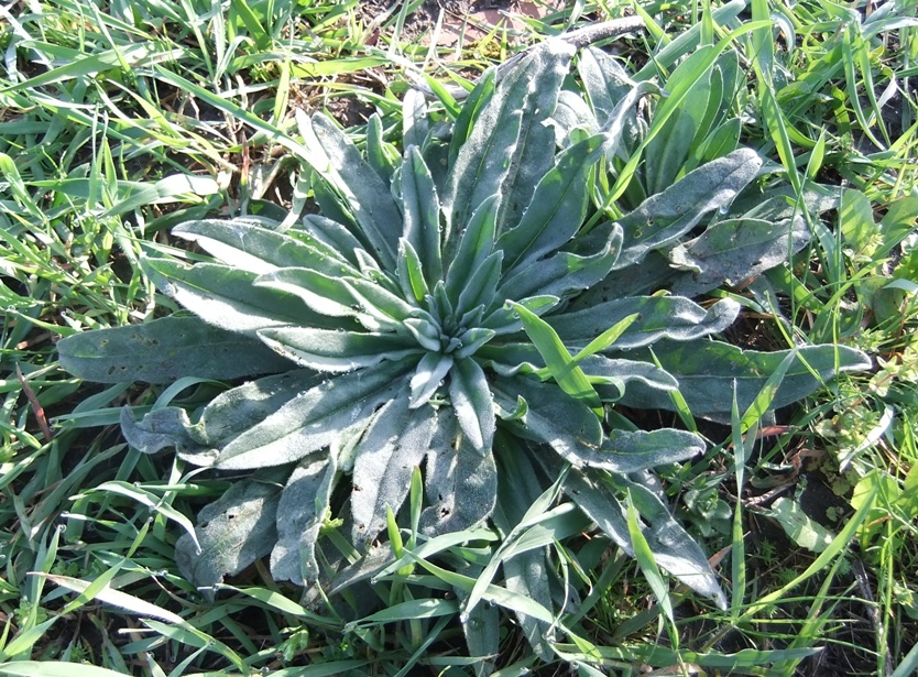 Изображение особи Echium vulgare.