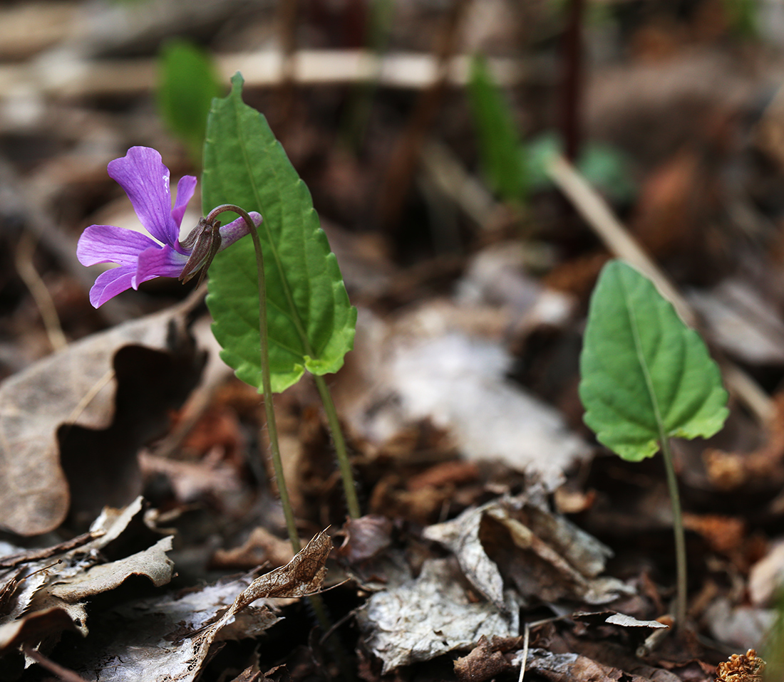 Image of Viola hirtipes specimen.