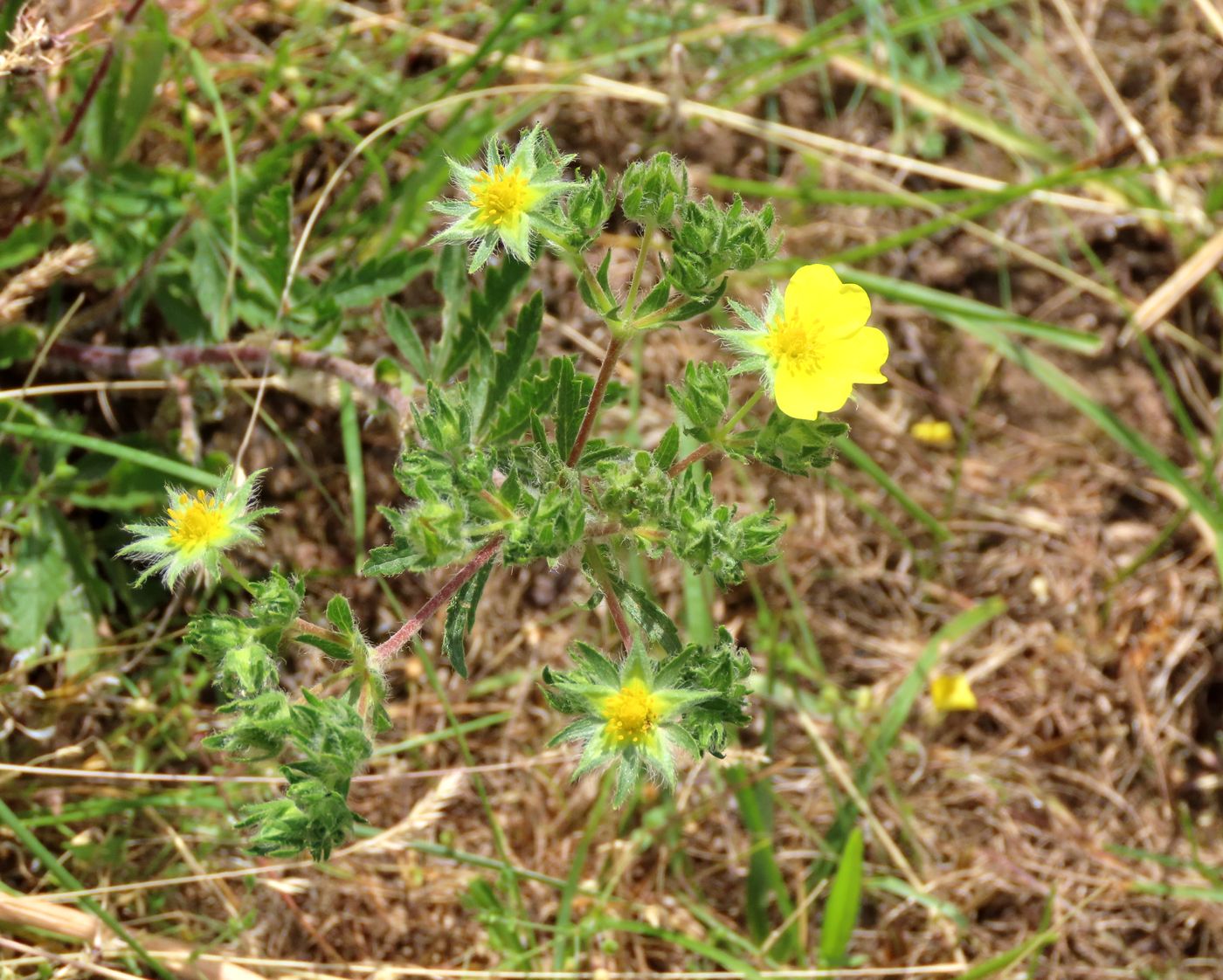 Image of genus Potentilla specimen.