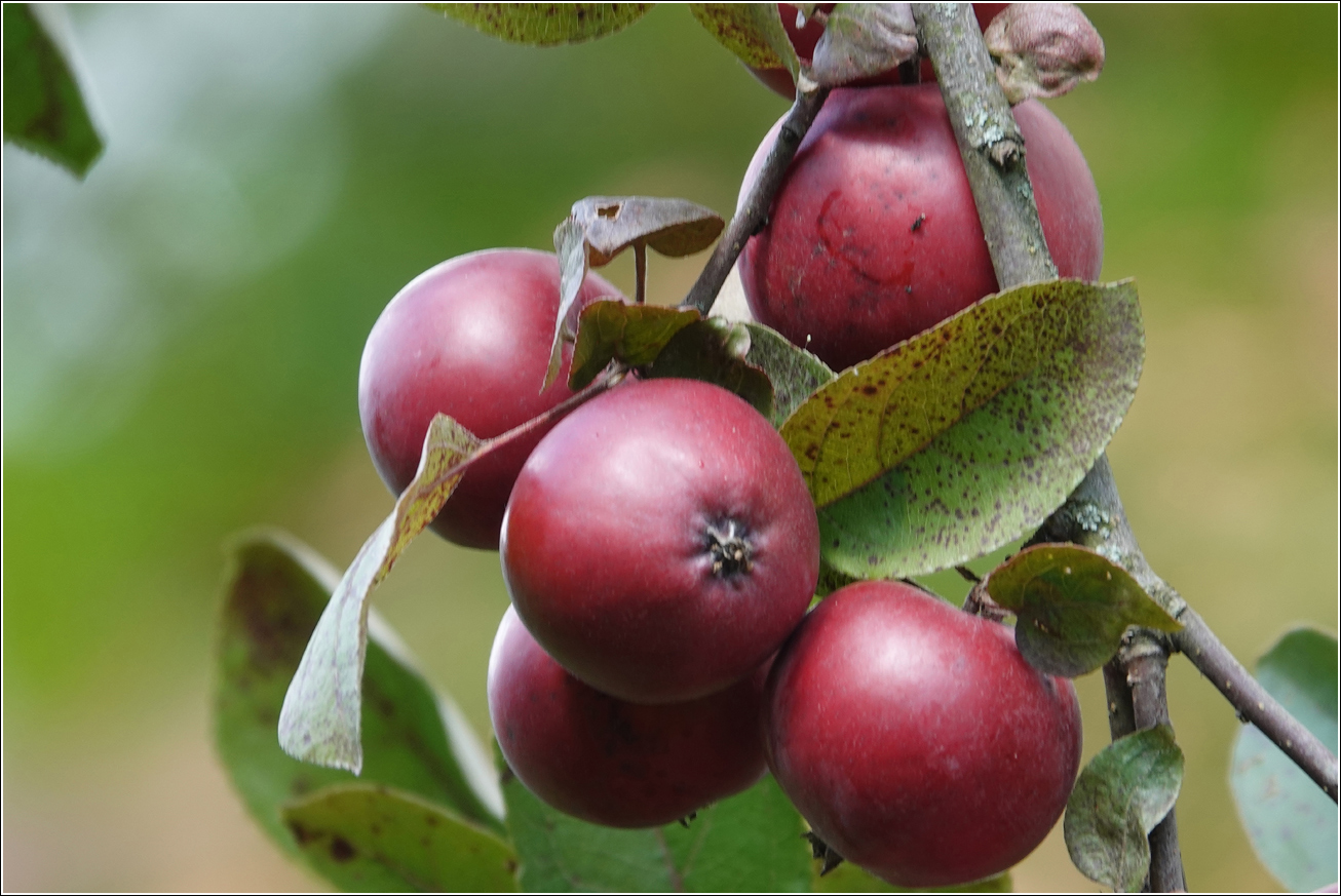 Изображение особи Malus niedzwetzkyana.