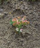 genus Euphorbia. Плодоносящее растение. Грузия, край Самцхе-Джавахети, Ахалцихский муниципалитет, левый борт р. Цинубанисцкали, 1,8 км выше по течению от горячего источника Цинубани, гребень небольшого отрога, выс. 1140 м н.у.м. 9 июня 2026 г.