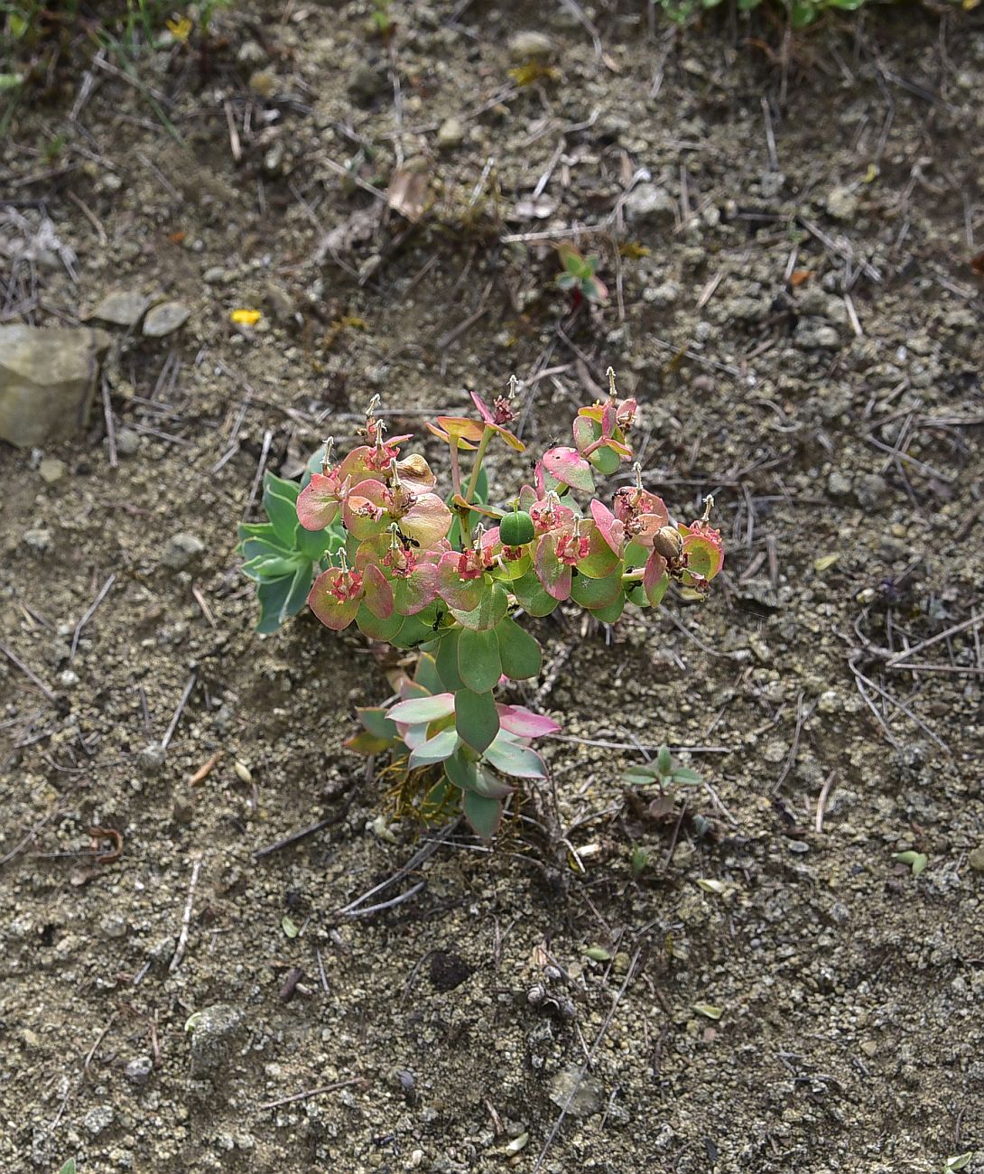 Image of genus Euphorbia specimen.