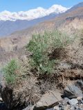 Salsola montana. Вегетирующее растение с сидящей на камне Paralaudakia himalayana. Таджикистан, Горно-Бадахшанская автономная обл., Рушанский р-н, хр. Музкол, Сарезское оз., Усойский завал, скопление мелкозёма крупноглыбового обломочного материала. 26 июня 2026 г.