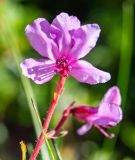 Rhododendron redowskianum. Цветок. Хабаровский край, р-н имени Лазо, массив горы Ко, гора Столовая, выс. ≈ 1810 м н.у.м., горная тундра. 02.08.2026.