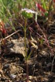 Valerianella coronata. Цветущее растение. Крым, Севастополь, бух. Солёная. 9 мая 2011 г.