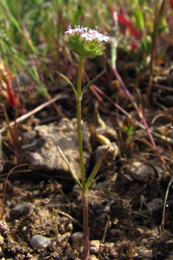 Изображение особи Valerianella coronata.