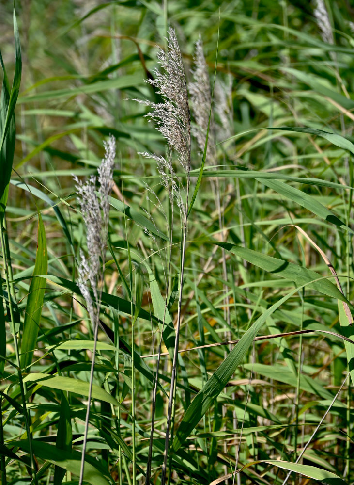 Image of Phragmites australis specimen.