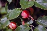 Malus prunifolia. Созревающие плоды и листья. Московская обл., Раменский р-н, окр. дер. Хрипань, садовый участок. 03.08.2026.