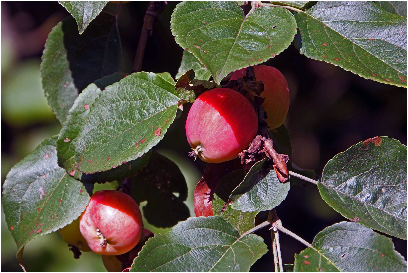 Image of Malus prunifolia specimen.