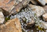 Veronica glareosa. Цветущие растения. Карачаево-Черкесия, Карачаевский р-н, дол. р. Джалпакол, ≈3100 м н.у.м., каменистая осыпь. 11.08.2026.