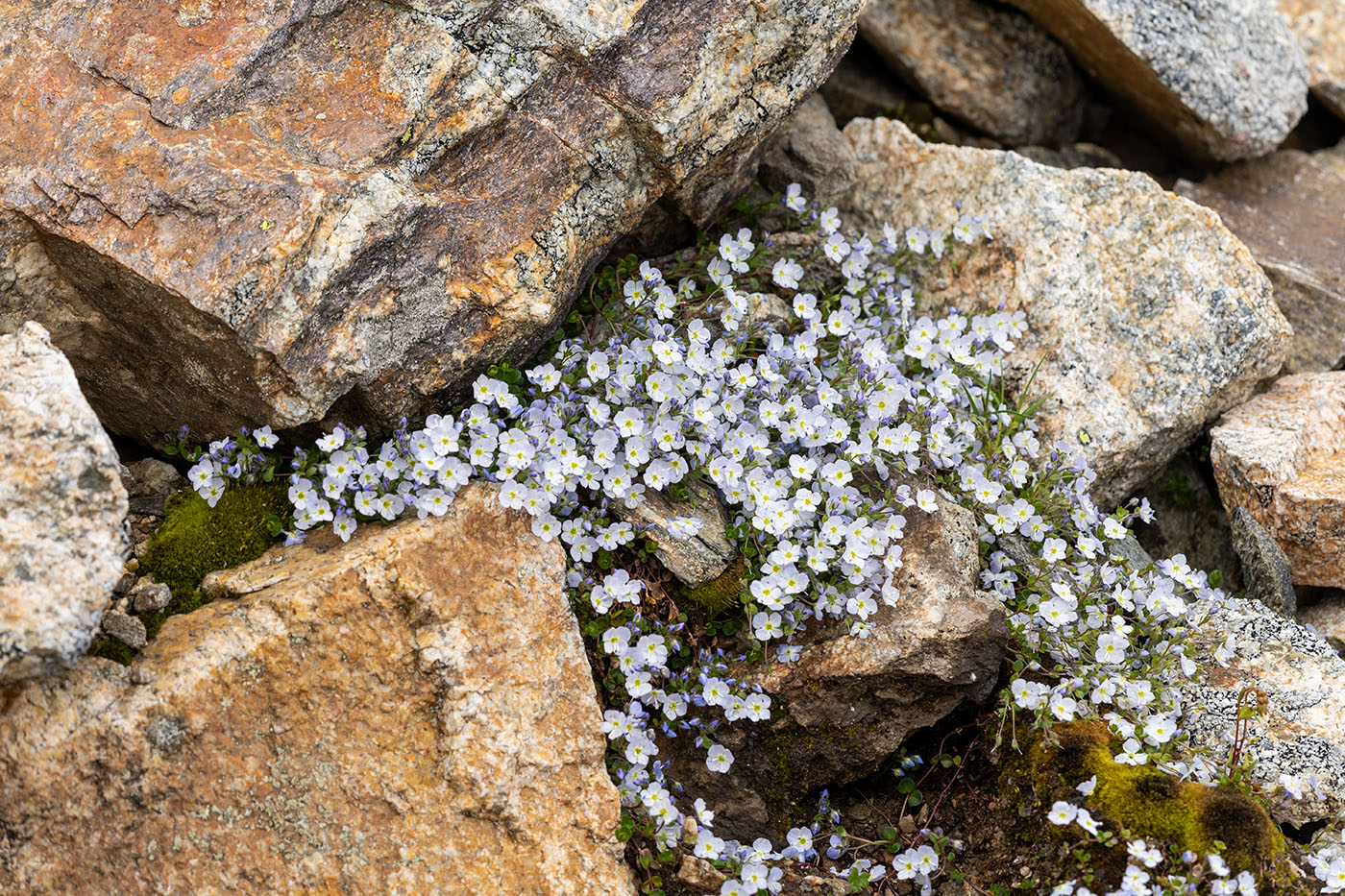 Image of Veronica glareosa specimen.