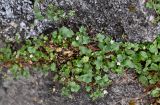 Cymbalaria muralis. Цветущее растение. Португалия, Азорские о-ва, о-в Сан-Мигел, р-н Порту-Формозу, на камне. 13.08.2025.