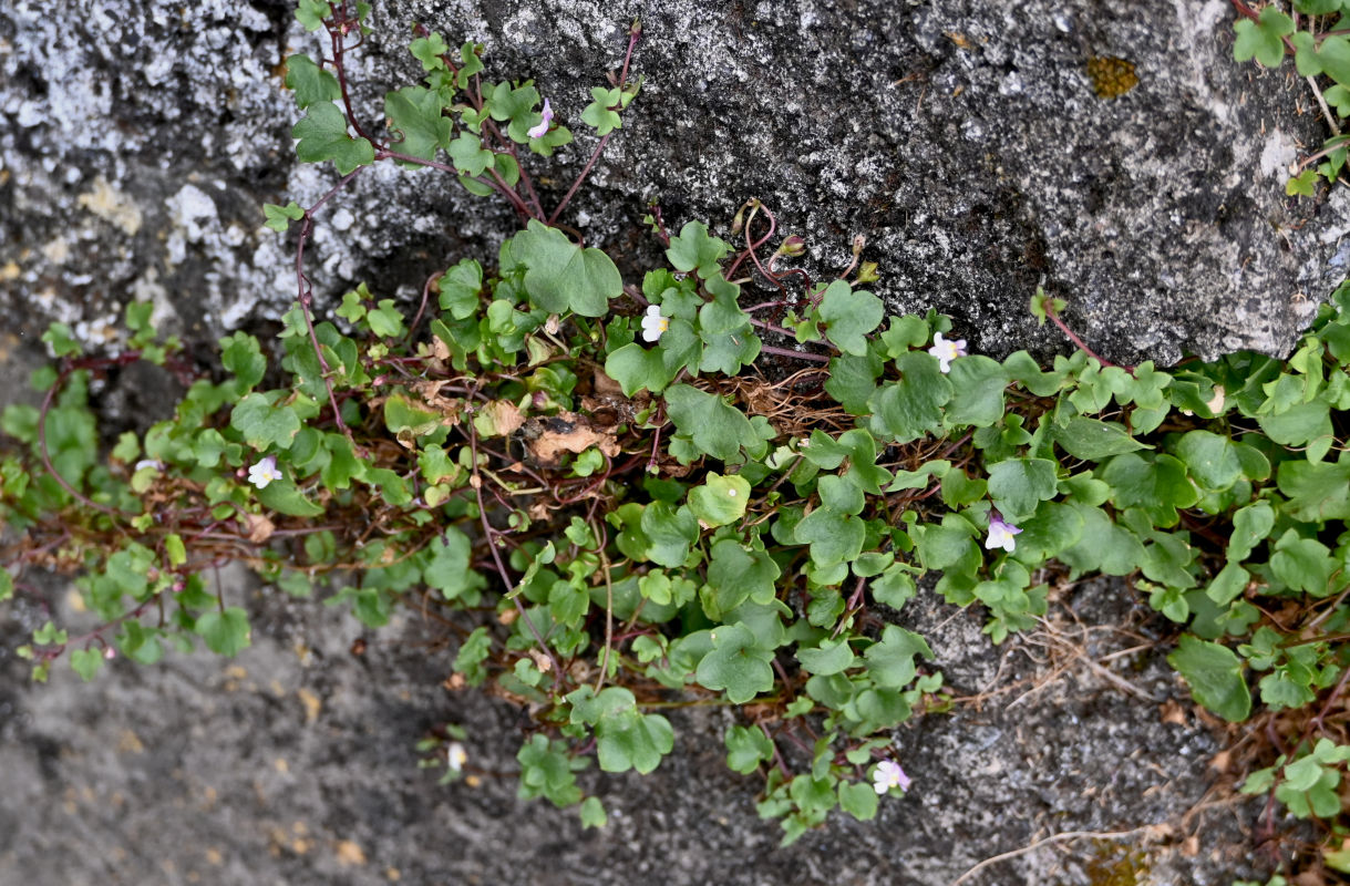 Image of Cymbalaria muralis specimen.