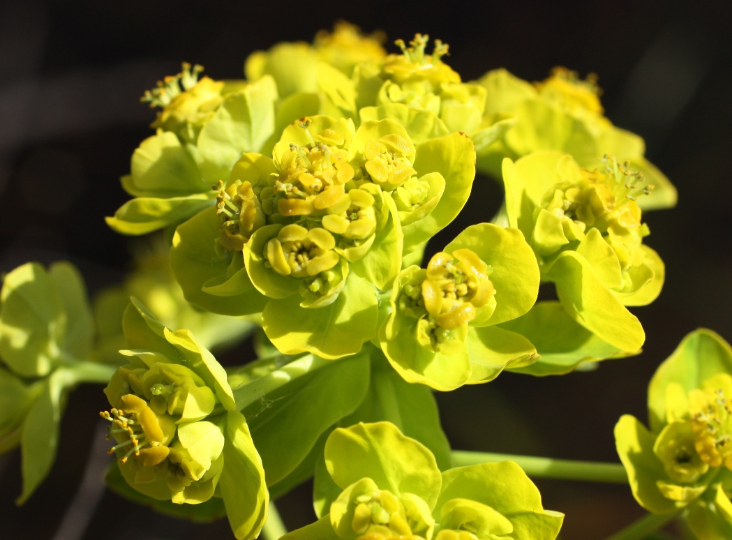 Изображение особи Euphorbia palustris.