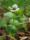 Chamaepericlymenum suecicum. Цветущее растение. Нидерланды, провинция Drenthe, окрестности населённого пункта Zeijen, поляна в смешанном лесу. 18 мая 2008 г.