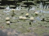 Nymphaea alba