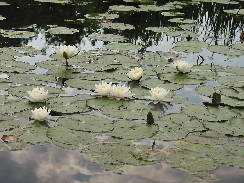 Изображение особи Nymphaea alba.