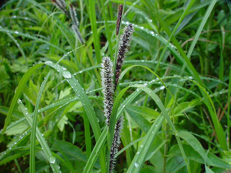 Image of Carex acuta specimen.