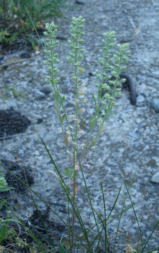 Изображение особи Alyssum alyssoides.