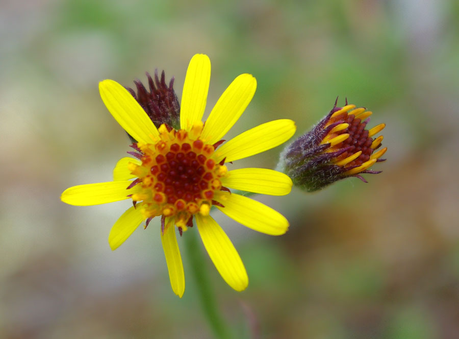 Image of genus Tephroseris specimen.