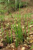 Equisetum hyemale. Побеги. Горный Крым, река Бурульча. 17 июля 2011 г.