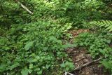 Circaea alpina. Пятно доминирования двулепестника в кленово-ельнике. Присутствуют Stellaria nemorum, S. holostea, Oxalis acetosella, Galeobdolon luteum, Maianthemum bifolium и др. Тверская обл., Центрально-Лесной заповедник. 03.08.2011.