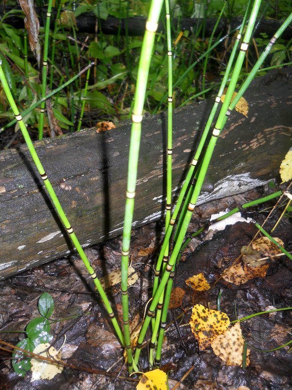 Image of Equisetum hyemale specimen.