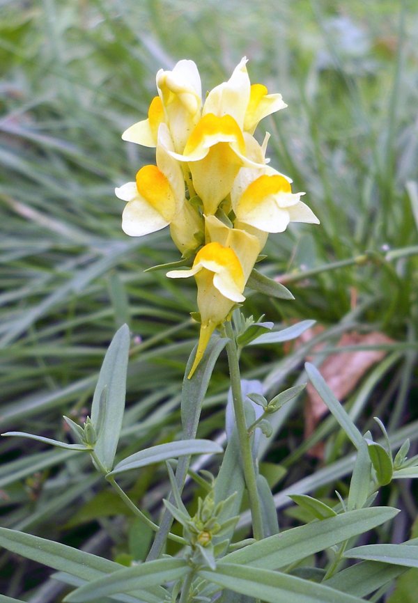 Изображение особи Linaria acutiloba.