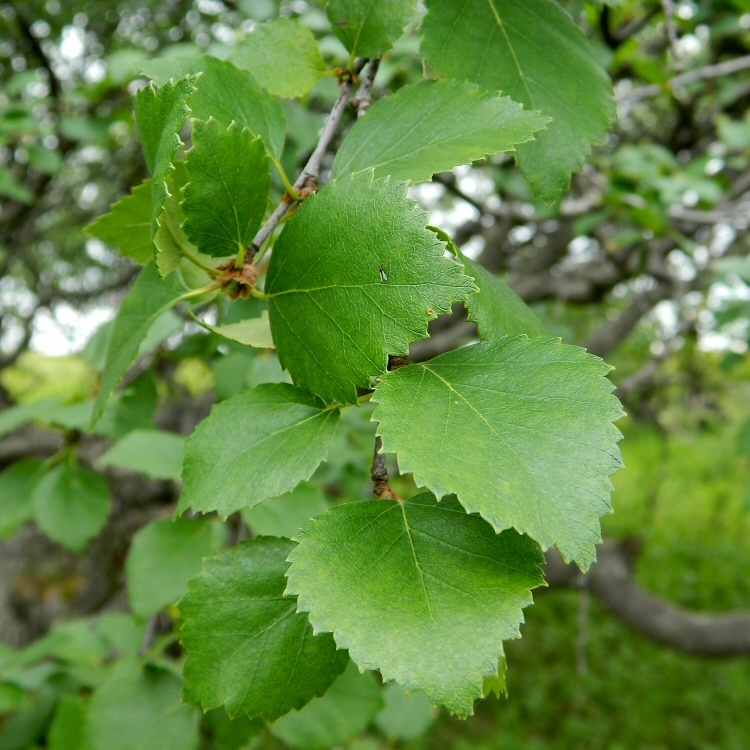 Изображение особи род Betula.