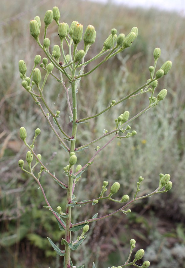 Изображение особи Hieracium virosum.