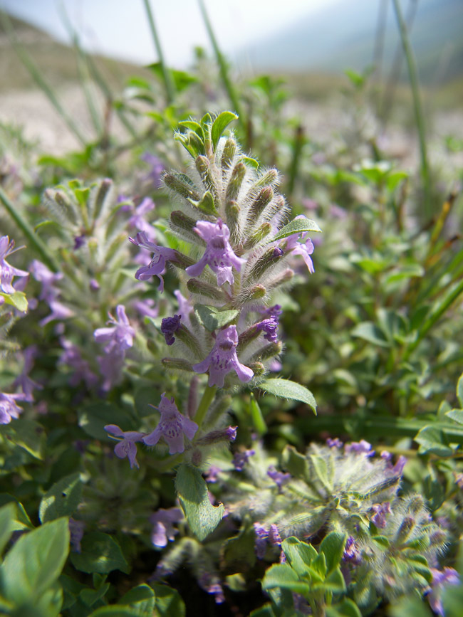 Изображение особи Ziziphora puschkinii.