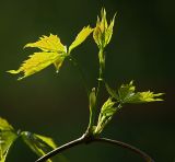 Parthenocissus quinquefolia