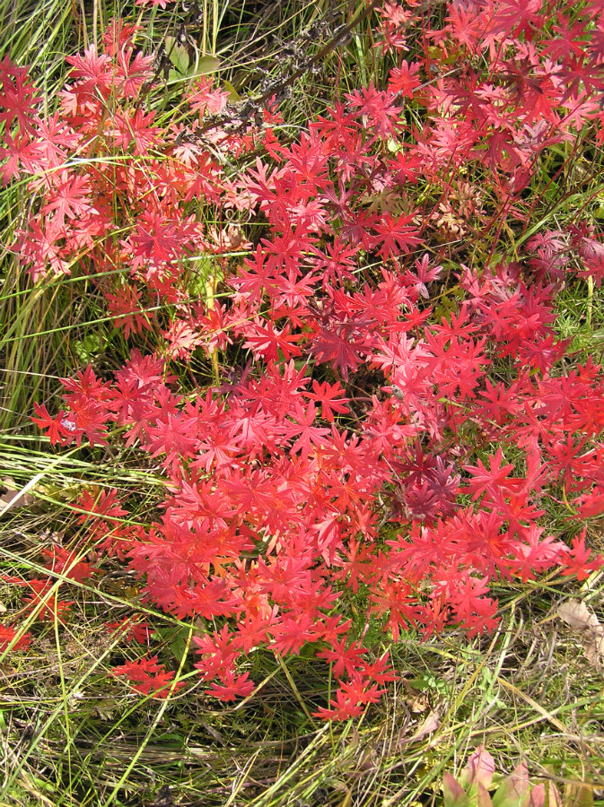 Image of Geranium sanguineum specimen.