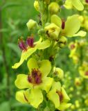 Verbascum nigrum. Часть соцветия. Ярославская обл., Переславский р-н, с. Елизарово, берег р. Шаха. 09.07.2011.