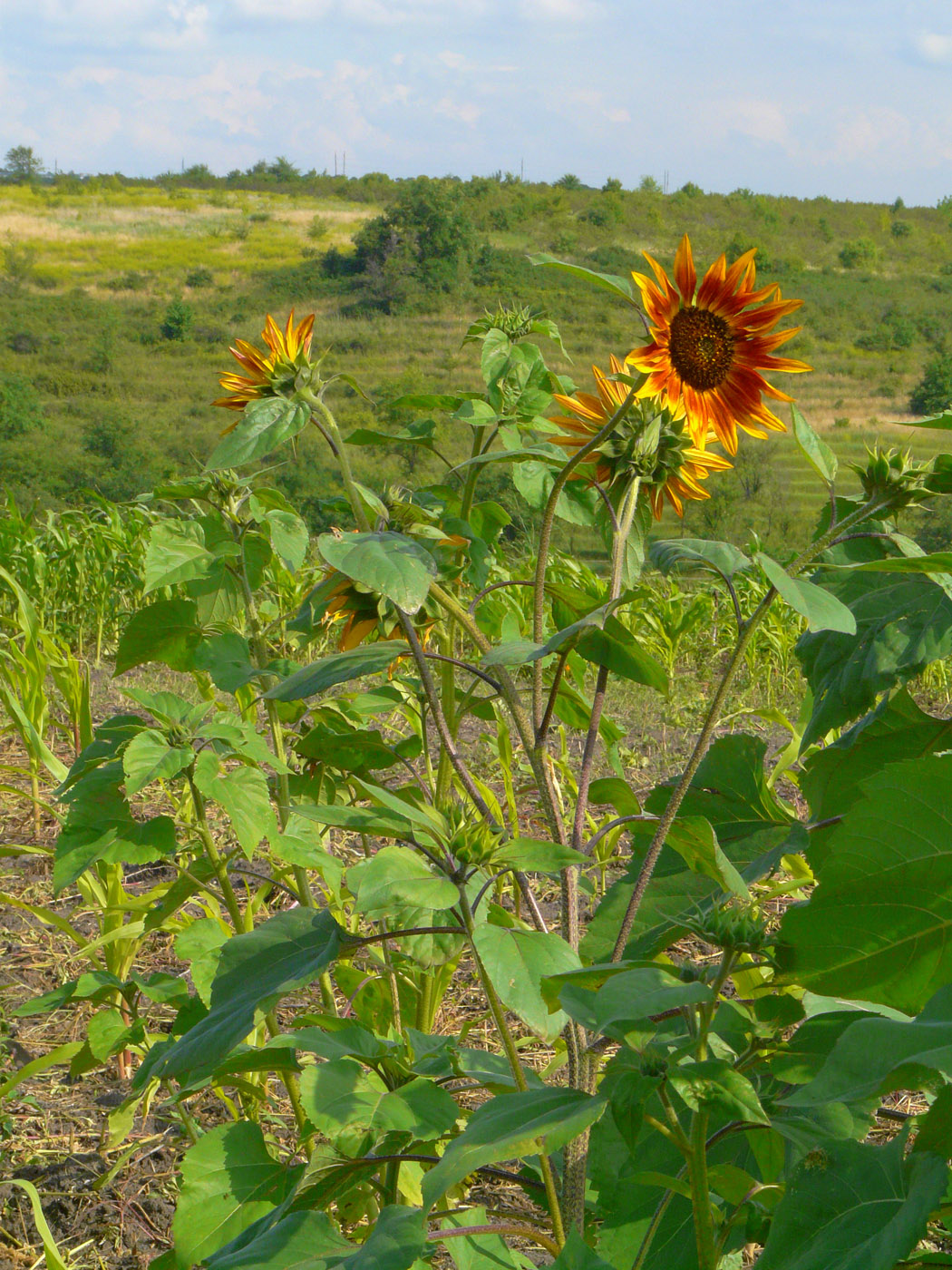 Изображение особи Helianthus annuus.