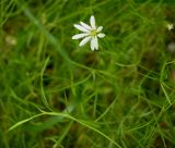 Stellaria palustris