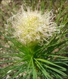 Asphodeline taurica. Верхушка растения с нераспустившимся соцветием (вид сверху). Черноморское побережье Кавказа, Новороссийск, близ мыса Шесхарис, томилляры. 4 апреля 2010 г.