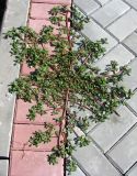 Portulaca oleracea. Цветущее растение. Астрахань, уложенная плиткой пешеходная дорожка. 25.08.2009.