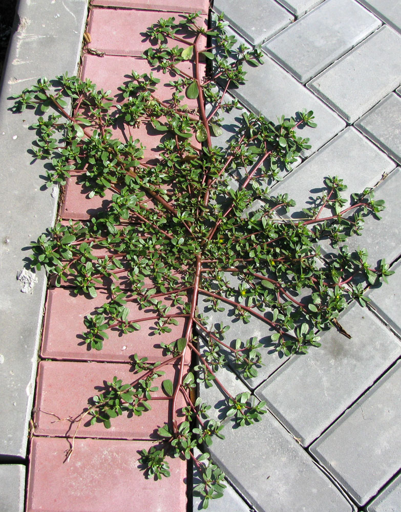 Изображение особи Portulaca oleracea.