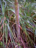 Chaerophyllum bulbosum