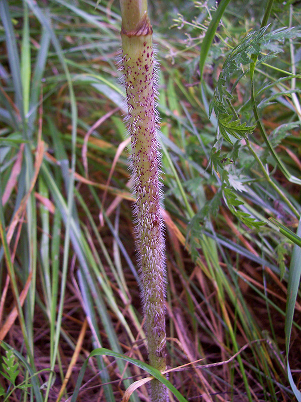 Image of Chaerophyllum bulbosum specimen.