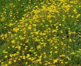 Ranunculus repens. Цветущие растения. Мурманская обл., Кандалакшский р-н, пос. Лувеньга. 02.07.2010.