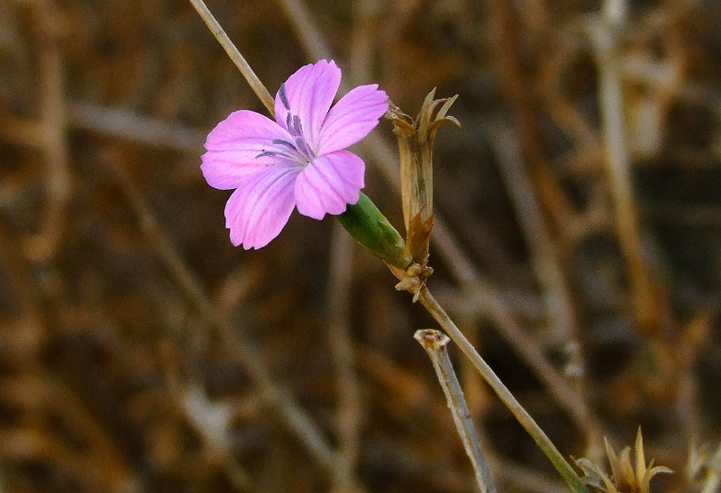 Изображение особи Dianthus strictus.