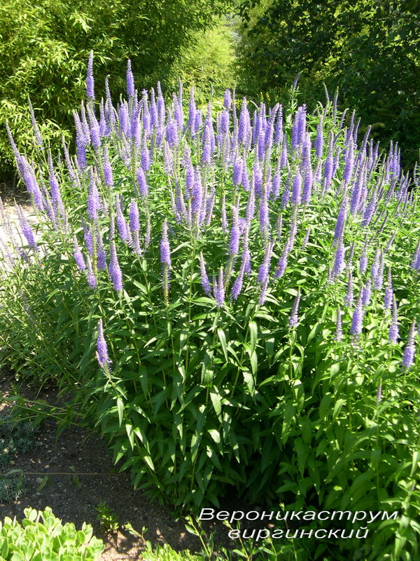 Изображение особи Veronica longifolia.