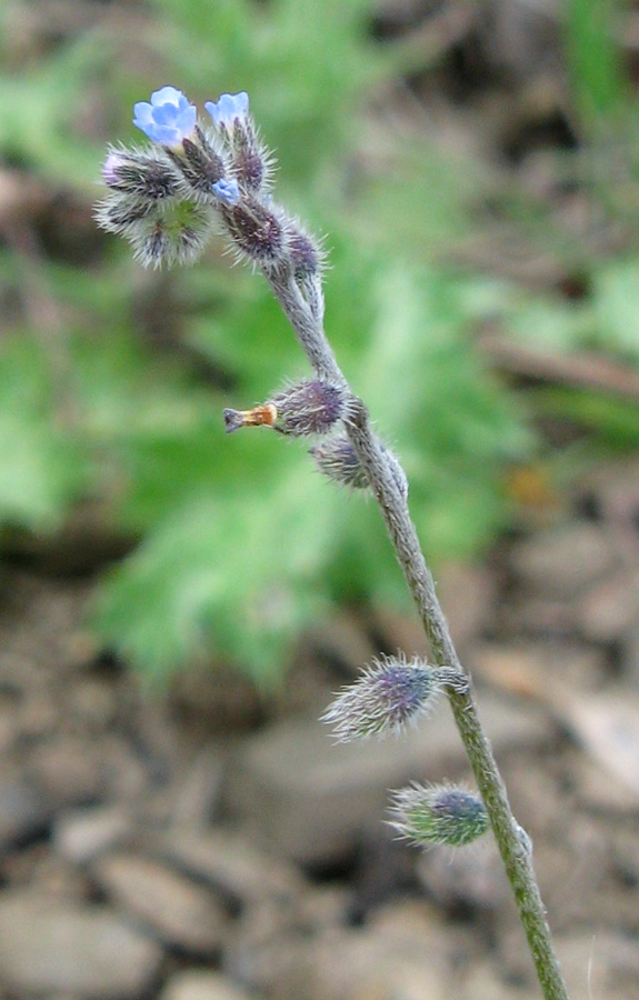 Изображение особи Myosotis ramosissima.