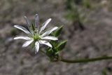 Stellaria graminea