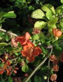 Chaenomeles japonica